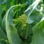 Romanesco is delicious with a flavour is somewhere between broccoli and cauliflower with a sweet nuttiness that is bereft of the slightly bitter edge cauliflower can have