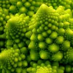 An amazing example of phyllotaxis - the fractal patterning that can appear in nature.