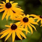Rudbeckia Goldsturm form a bushy, upright clumps with a profuse display of flowers.