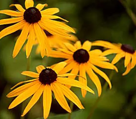Rudbeckia Goldsturm form a bushy, upright clumps with a profuse display of flowers.