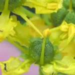 It is one of the most pleasant herbs to inhale. It attracts wildlife and butterflies, while repelling fleas and mosquitoes.