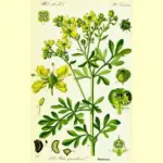 Rue, as an herb has for centuries been used by herbalists to treat almost every ailment known to man.