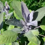 Sage is suitable for herb gardens, container gardening, perennial gardens, and cottage gardens.