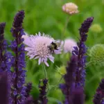 Salvia x superba 'Blue Queen' is a very useful dwarf and compact strain and one of the finest Salvias we know.