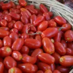 The fruit have the characteristic elongated 'plum' shape, firm flesh and a low number of seeds.