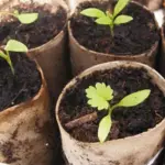To improve germination results, try sowing parsnip seeds into cardboard cylinders.