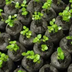 Sow seeds onto a layer of moistened, sterile potting soil in a shallow tray or use individual peat pots.