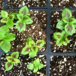 Seedlings will start to show their colours in about two weeks.