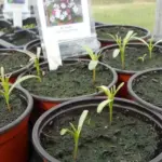 The seedlings start to show their true leaves - tiny feather foliage just two weeks after sowing.