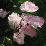 The flowers are often likened to tissue paper but they are actually much finer