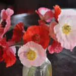 The buds open to reveal crumpled, folded petals, which quickly attract furious activity from bees and butterflies.