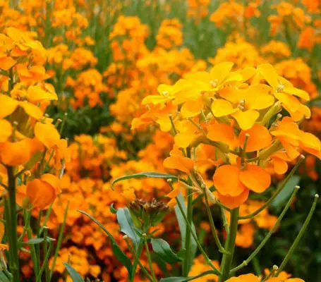 Erysimum allioni, Cheiranthus allioni-0