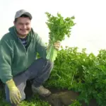 Leaf or cutting celery is known as Schnittsellerie in Germany