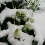 A clump of Hellebore niger, one of the first flowers to bloom.