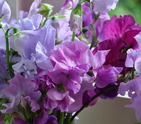 A blended mixture of outstanding quality. Composed of over 40 colours and shades of the Spencer Waved sweet peas.