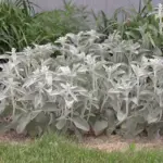 Stachys byzantina makes a great accent in between all the green going on in the garden.