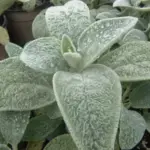 Lambs' ears is a well-known ground-covering perennial, popular for its soft, fluffy foliage.
