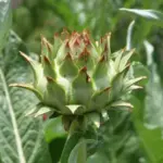 With long, arching, deeply toothed, soft grey-green foliage, it makes a dramatic statement in the flower border.