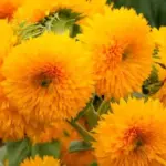 Giant Double Sungold blooms with great big fluffy golden heads.
