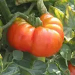 Grow in the garden and provide them with a sturdy stake to help support the weight of the extremely heavy fruit.