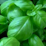 Sweet Genovese is a delicate herb with an intense, spicy-sweet, aroma and a slight anise-like undertone.