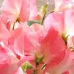 Lathyrus odoratus Princess Elizabeth