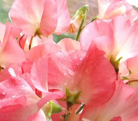 Lathyrus odoratus Princess Elizabeth