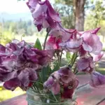 A ripple pattern of claret to chocolate colouring over white scented blooms.