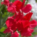 A highly scented heirloom sweet pea introduced by Henry Eckford in 1905.