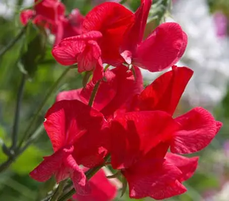 A highly scented heirloom sweet pea introduced by Henry Eckford in 1905.