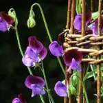 Highly valued for its long stems and wonderfully strong, sweet scent.