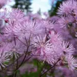Thalictrum aquilegifolium is an exceptionally beautiful perennial and a superb border plant.