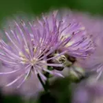 In late spring to early summer and are topped by a hazy, fuzzy show of rose-mauve flowers.