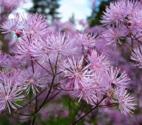 Thalictrum aquilegifolium is an exceptionally beautiful perennial and a superb border plant.