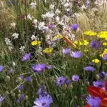 Plant en-masse in prairie style or meadow plantings and mix it up a little with other hardy perennials and grasses.