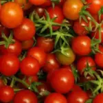 It can be grown as a potted plant anytime of the year, the fruit is juicy and has very good sweet/tart tomato flavours.