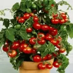 It is perfect for wherever garden space is limited and outstanding for growing in containers: 30cm (12in) wide works well.