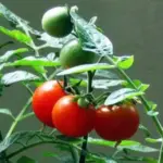 Tiny Tim is a surprisingly tiny plant, growing to only 30cm (12in) tall so no staking is needed.