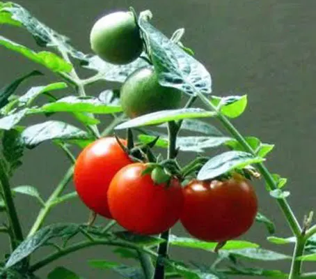 Tiny Tim is a surprisingly tiny plant, growing to only 30cm (12in) tall so no staking is needed.