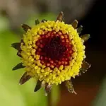 Compact pompom shaped flowerheads that are set atop elongated stems.