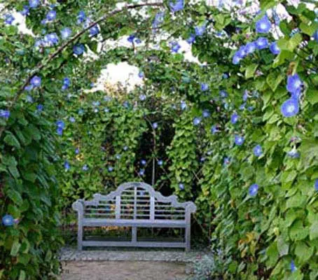 Morning glory is an appropriate name for this beautiful climber. 'Heavenly Blue' is the most popular variety,