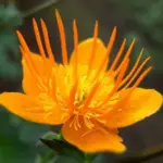 Trollius are clump-forming perennials that are suitable for full sun or part shade and require moist conditions