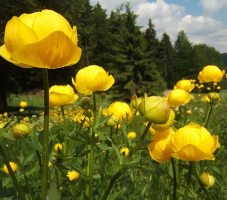 Trollius europaeus is a native wild flower of Europe and Western Asia. Found in damp ground in shady areas, woodland and scrub, pastures and woods in mountain areas.