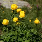 Trollius is a most attractive plant with dark green, deeply cut leaves and bears flowers, best described as egg-yolk yellow in colour.