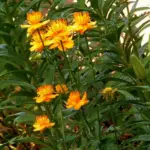 Each stem is topped by the largest brightest tangerine blossoms.