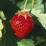 Strawberry "Alexandria" are much sweeter than their traditional commercial cousins and possess a fine, old fashioned flavour.