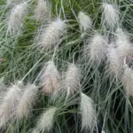 Brilliant white, rabbit-tail spikes are produced in abundance from bushy clumps.