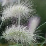 It gives a gorgeous display of arching stems, each one ending in a perfectly formed long white awn.
