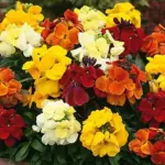 Erysimum cheiri, Cheiranthus cheiri “Persian Carpet”