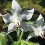 Not so well known is the beautiful white form of Borage with pure white flowers.